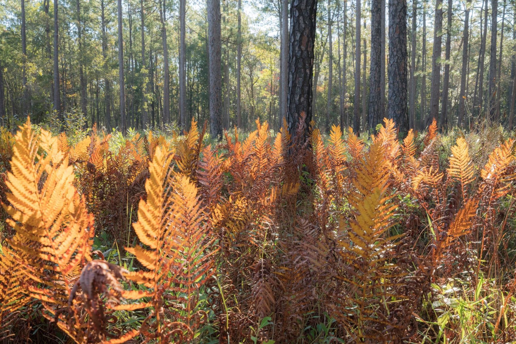 Francis Marion National Forest